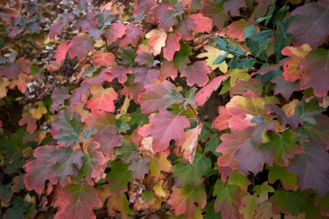 Hydrangea quercifolia livrea autunnale