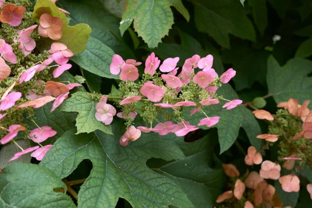 Infiorescenza di H. quercifolia virata al rosa