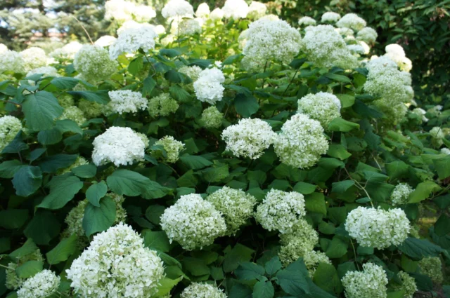 La famosa 'Annabelle', una Hydrangea arborescens di successo