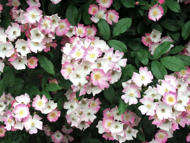 Fiori di Rosa 'Ballerina'