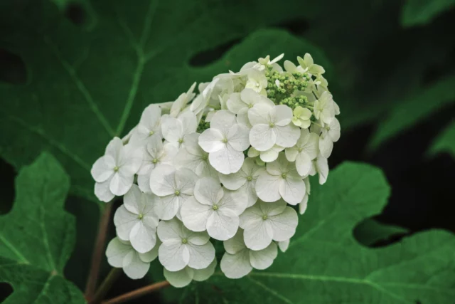 Panicolo di Hydrangea quercifolia