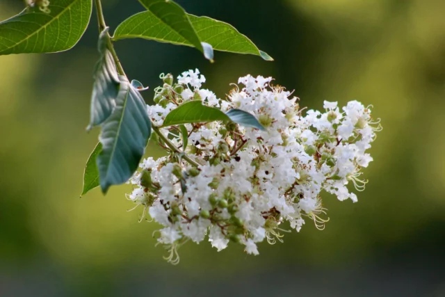 Lagerstroemia a fiori bianchi: grazia ed eleganza