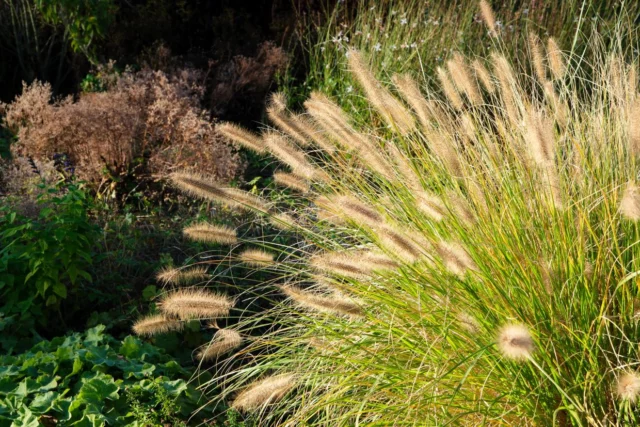 Pennisetum alopecuroides 'Hameln'