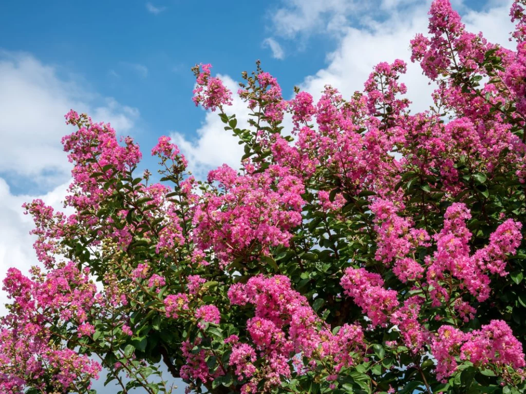 Fioritura di Lagerstroemia