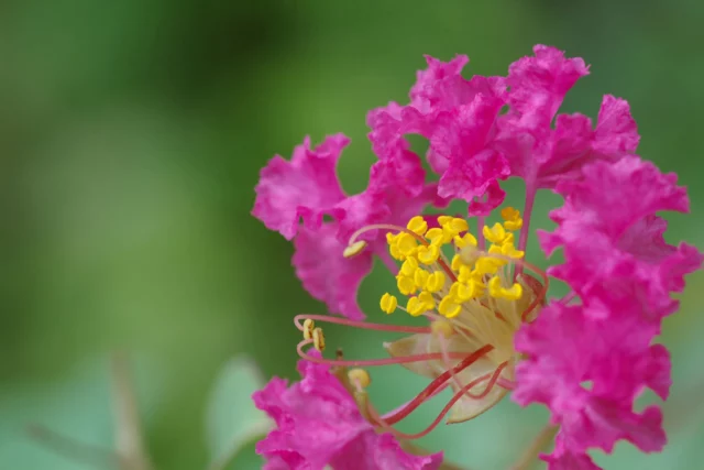 Bellissima macro di un fiore 