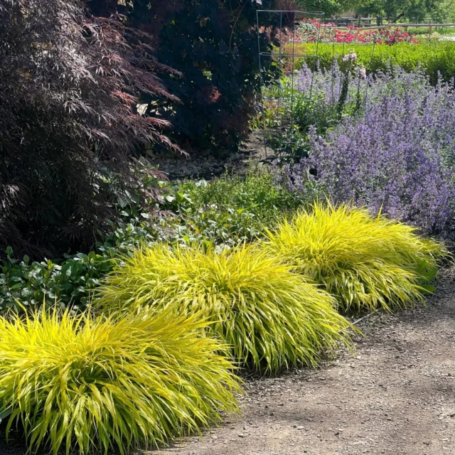 graminacee: Hakonechloa macra 'Aureola'