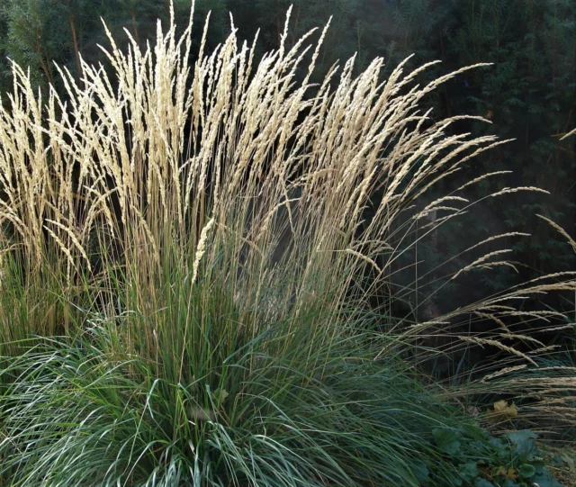 Calamagrostis x acutiflora 'Karl Foerster'