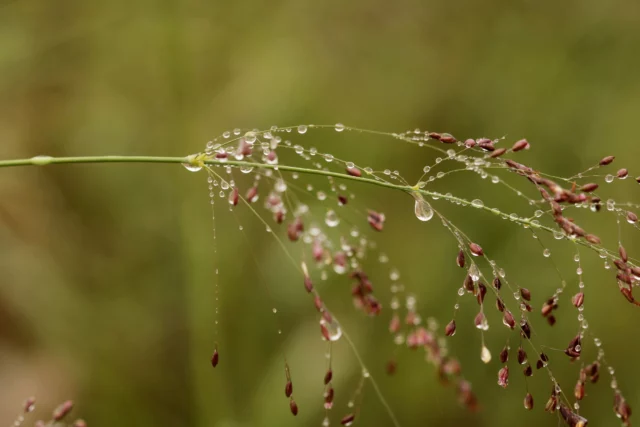 Eragrostis in fioritura