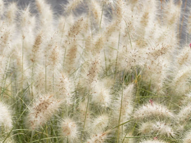 Le piume setose di Pennisetum alopecuroides 'Hameln'