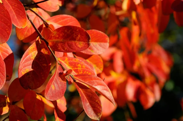 Livrea autunnale delle foglie di Lagerstroemia