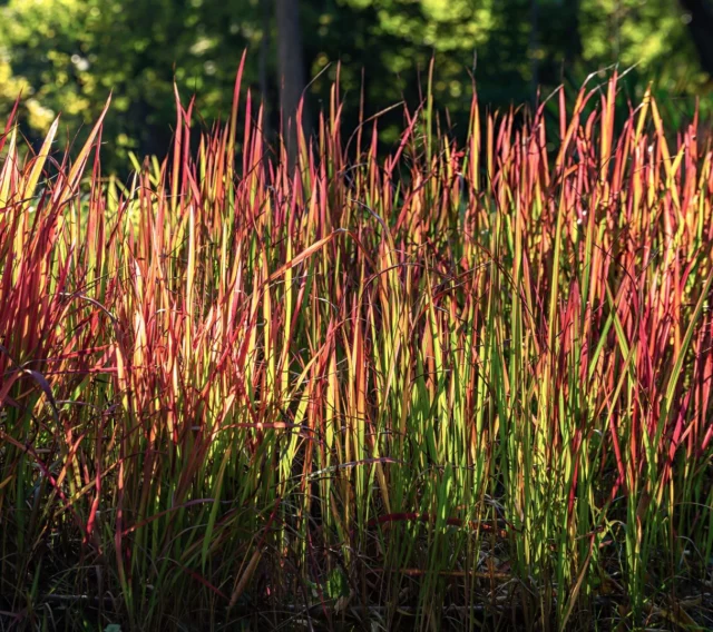 Imperata cylindrica