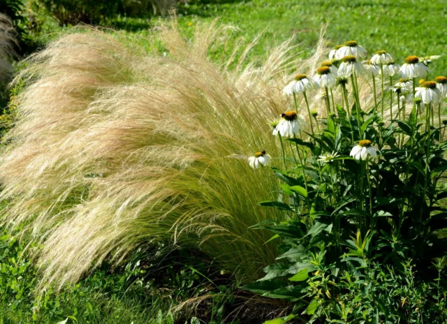 Graminacee ornamentali: Stipa