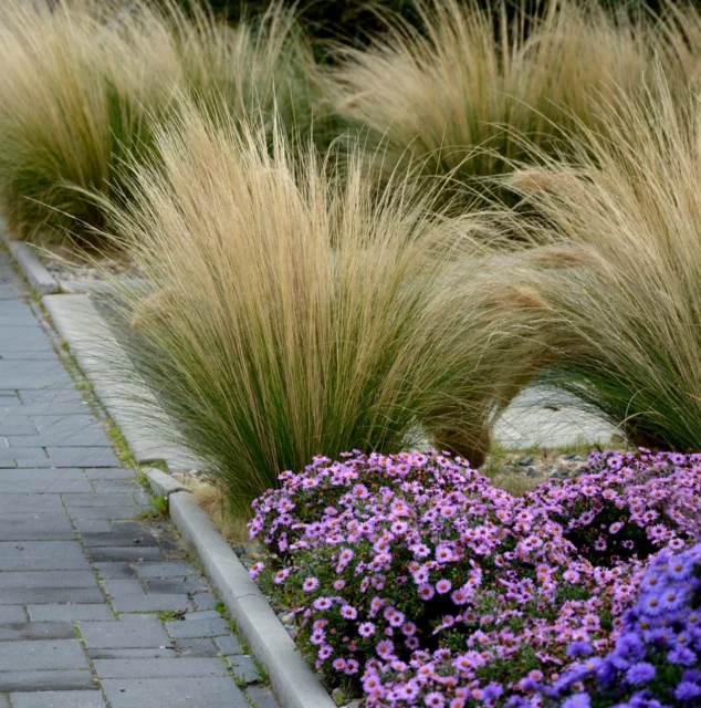 Parterre nel verde pubblico