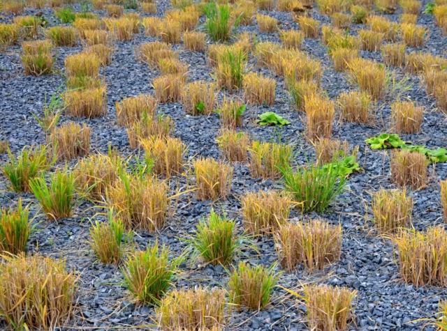 Pennisetum alopecuroides 'Hameln' dopo la potatura 