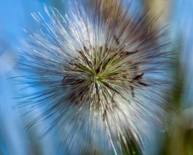 Close-up di una piuma