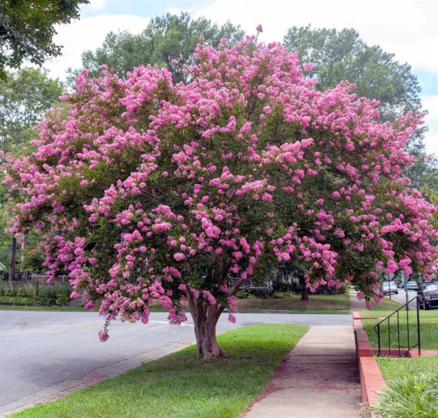 Il portamento di Lagerstroemia ad alberello