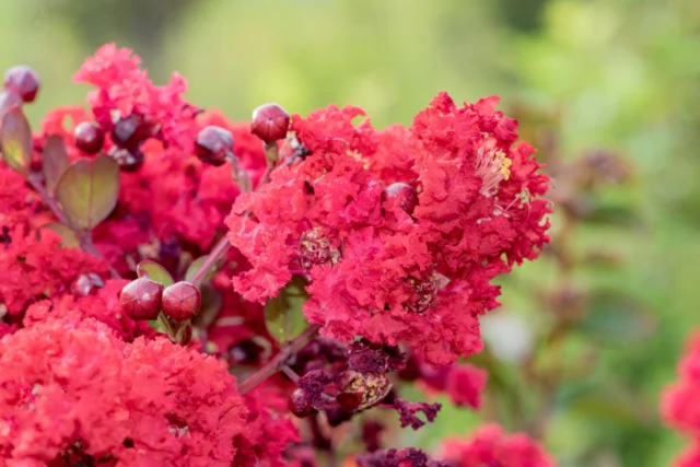 Rosso fuoco la fioritura di Lagerstroemia 'Coccinea'