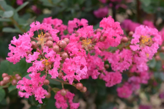 Fioritura di Lagerstroemia 'Beautiful', bellissimo ibrido