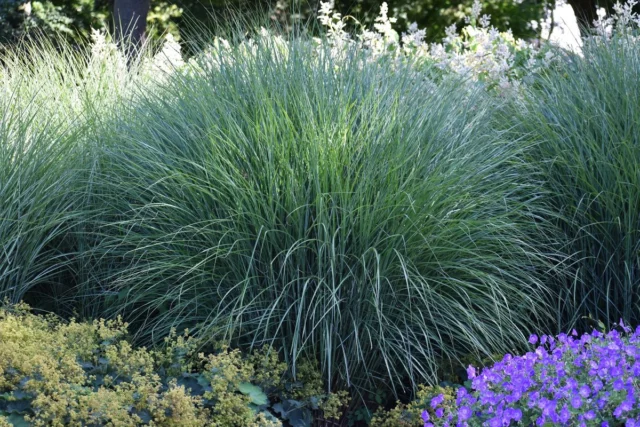 Il bel cuscino che forma Pennisetum alopecuroides ' Hameln'