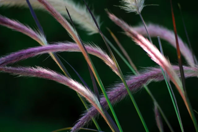 Pennisetum setaceum 'Red Riding Hood'