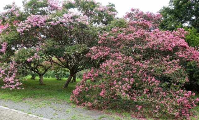 Differenze fra portamenti di Lagerstroemia