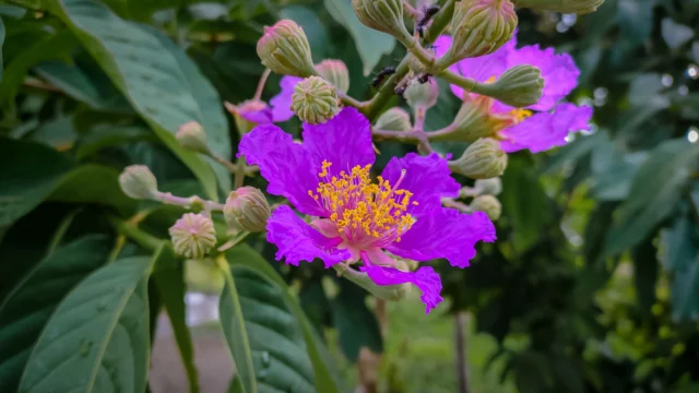 Splendida anche la fioritura di L. speciosa