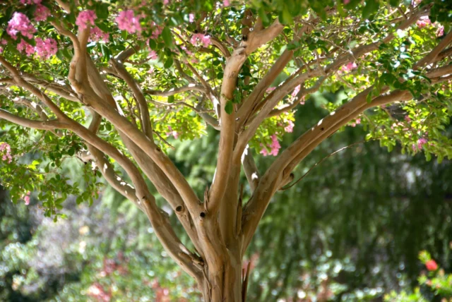 Lagerstroemia fiorisce sui rami nuovi