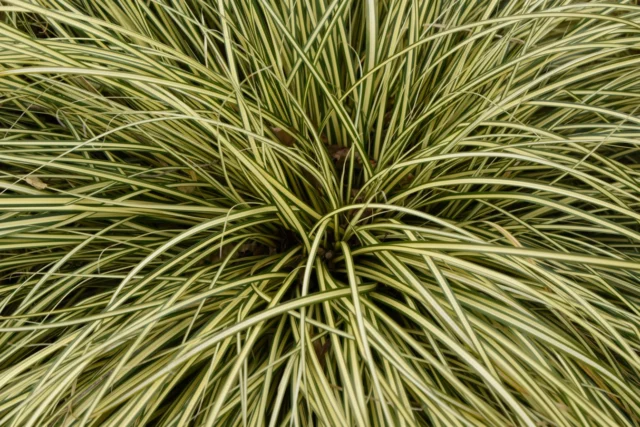 Carex, graminacee ornamentali sempreverdi