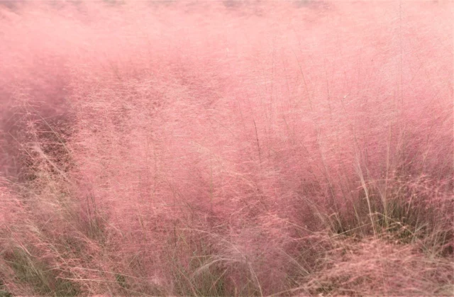 Graminacee ornamentali: Muhlenbergia capillaris