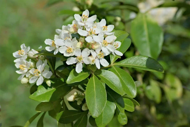 Infiorescenze e foglie di Choisya ternata