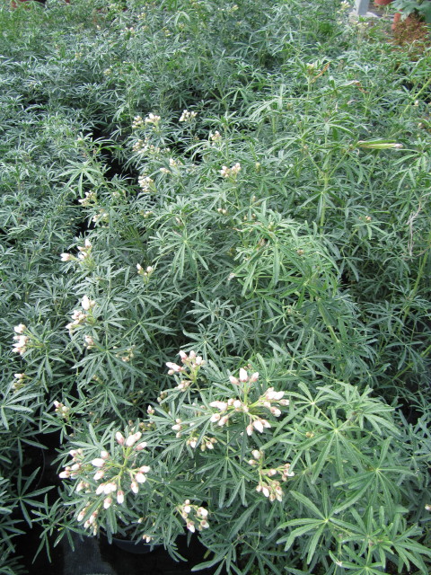 Choisya ternata 'White Dazzler'