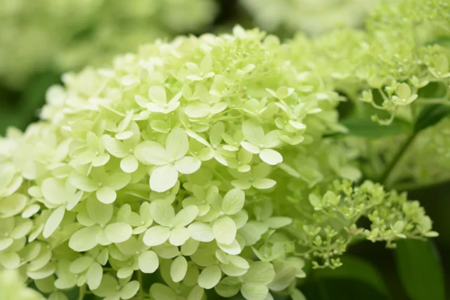 Hydrangea paniculata 'Limelight'