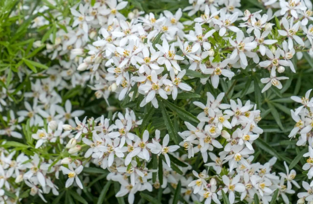 Choisya ternata 'Aztec Pearl'