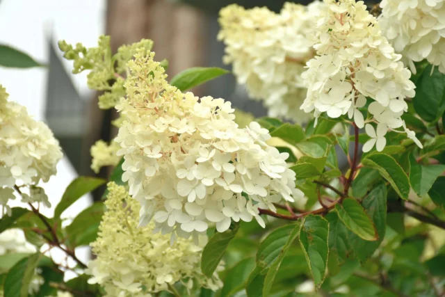 Foglie e infiorescenze di H. paniculata