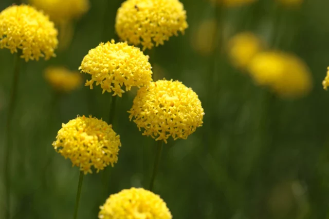 Macro dei fiori di S. rosmarinifolia