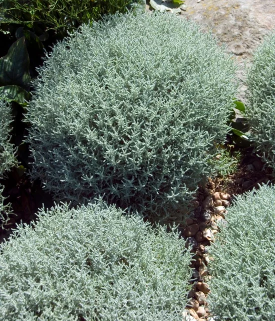 Santolina chamaecyparissus in potatura formale