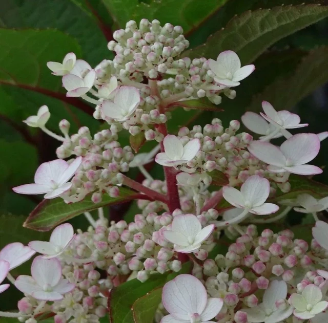 H. paniculata 'Early Harry' 