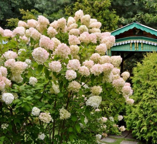 H. paniculata 'Grandiflora'