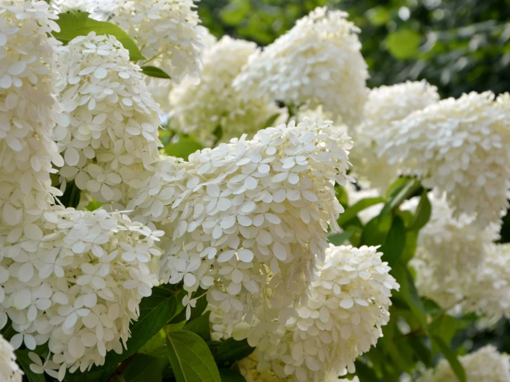 Hydrangea paniculata