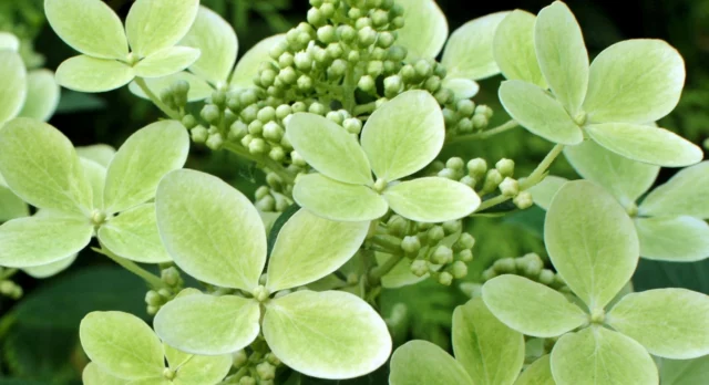 Hydrangea paniculata 'Pastel Green'