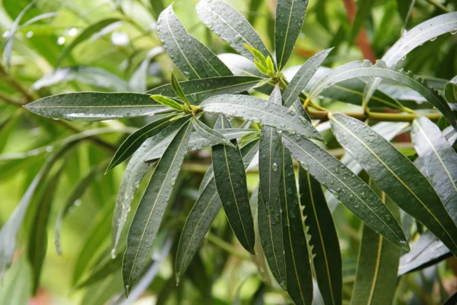 Le foglie coriacee dell'oleandro