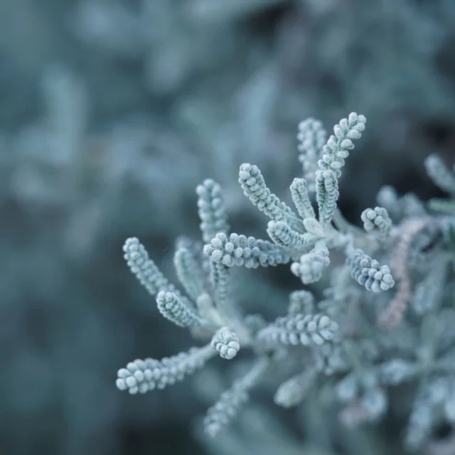 Macro delle foglie di Santolina chamaecyparissus