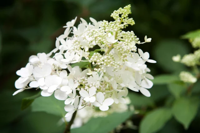 H. paniculata 'Bombshell' in fase di apertura