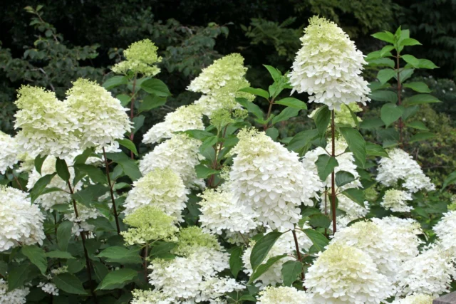 Hydrangea paniculata 'Phantom'