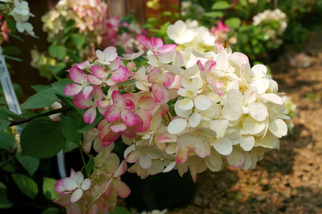 Hydrangea paniculata 'Diamant Rouge'