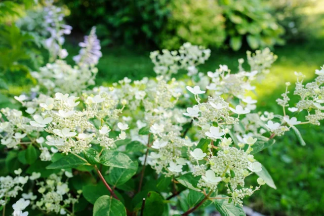 H. paniculata 'Early Sensation'