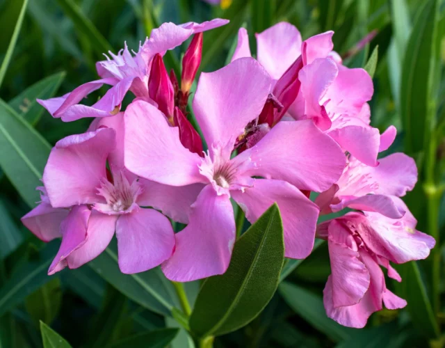 I fiori di oleandro