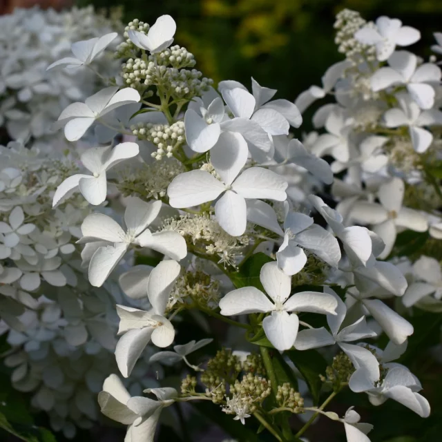 H. paniculata 'Great Star'