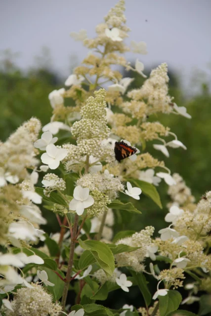 Hydrangea paniculata 'Kyushu'