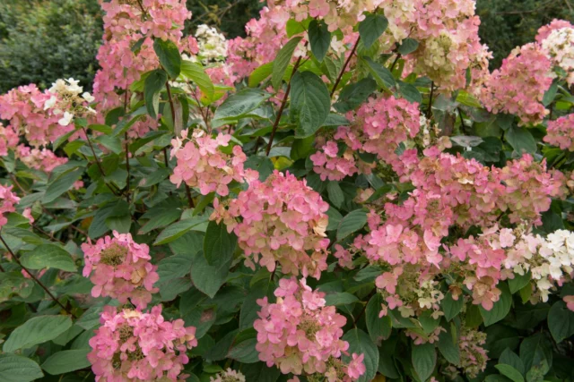 Hydrangea paniculata 'Pink Diamond'